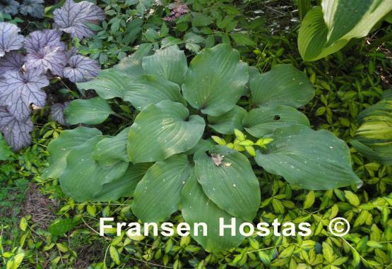 Hosta Lady in Red